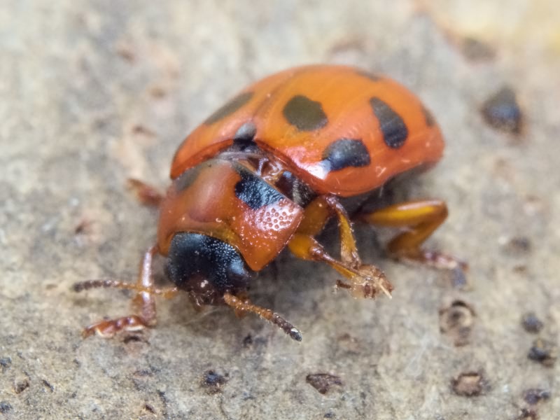 Gonioctena decemnotata (Marsham, 1802)